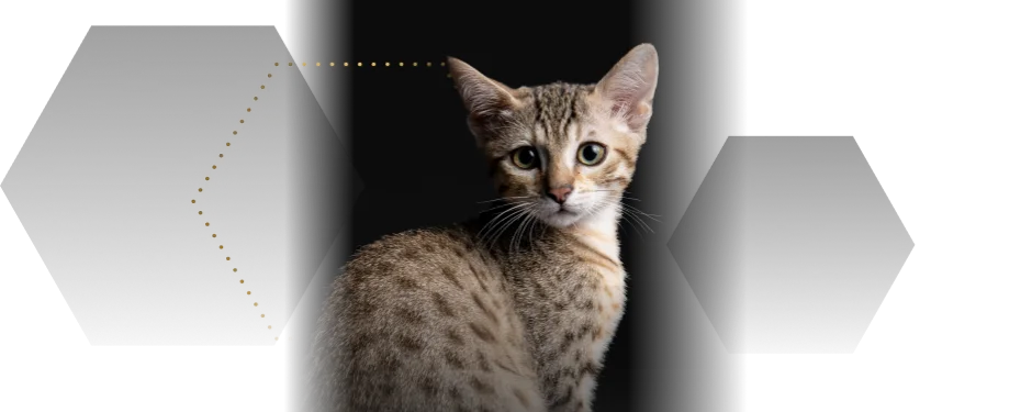 Для котят