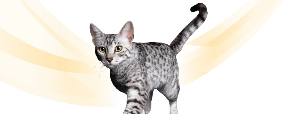 Ветеринарные диеты для кошек