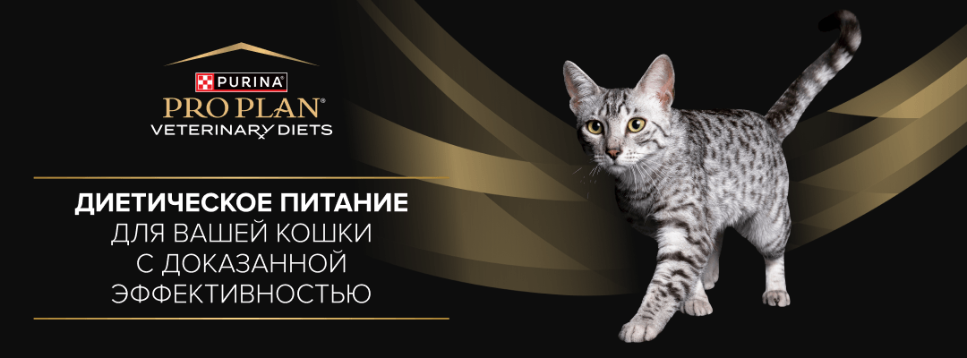 Кошка и корм