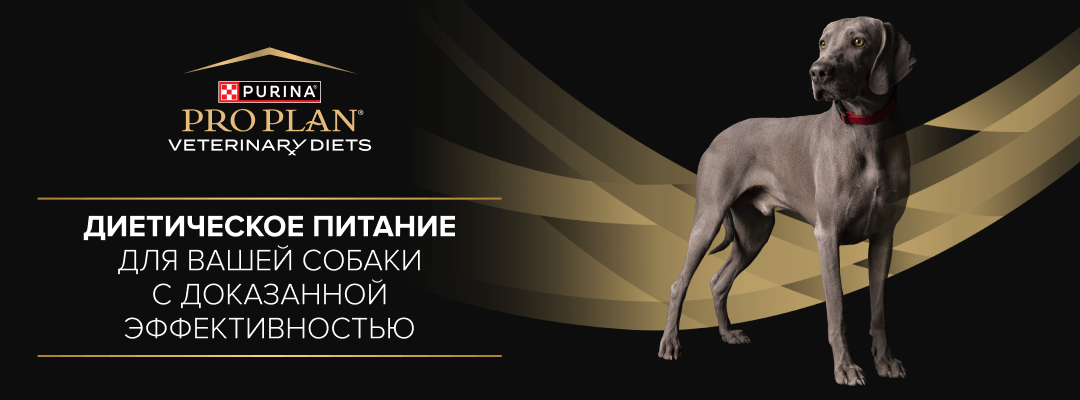 Собака и корм