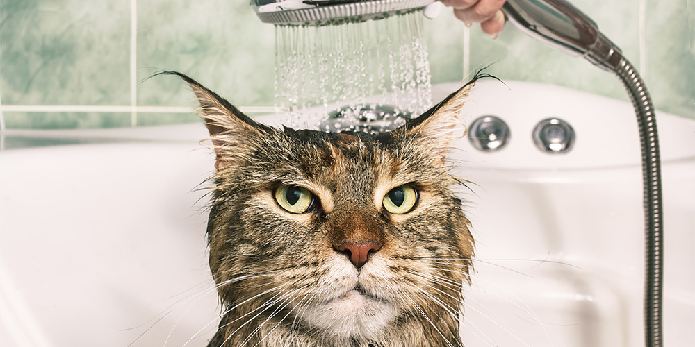 Как правильно мыть кошку? Советы специалистов по купанию кота - советы  специалистов | Zoobazar