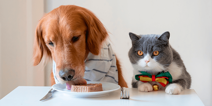 Почему кошек нельзя кормить собачьим кормом и наоборот