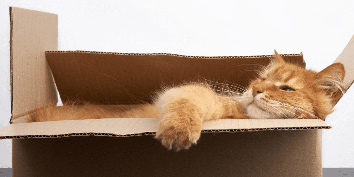 Коту уютно в коробке
