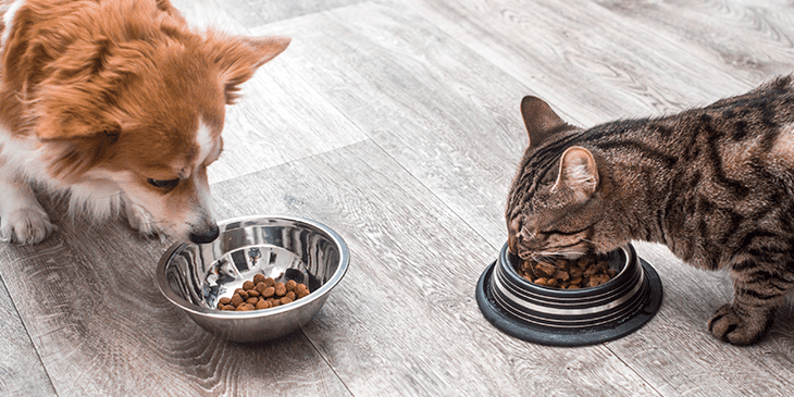 Почему собак нельзя кормить кошачьим кормом и наоборот