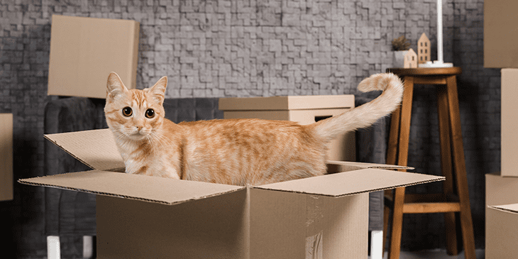 Кот играет с коробкой