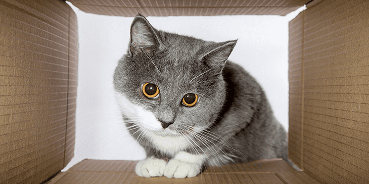 Кошки очень любят коробки