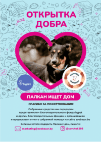 Открытка добра Bypet