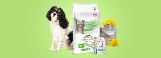 Лечение аллергии у кошек и собак