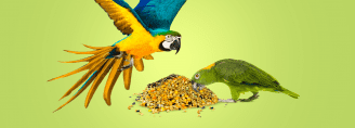 Чем кормить попугая? Советы, как правильно кормить домашнего попугая