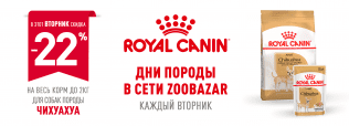 День Чихуахуа в Zoobazar!
