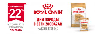День Чихуахуа в Zoobazar!