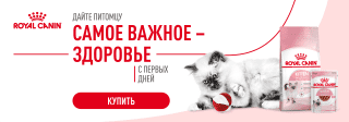 Роял Канин котята