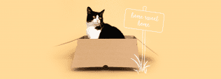 Почему кошки любят коробки и ящики?