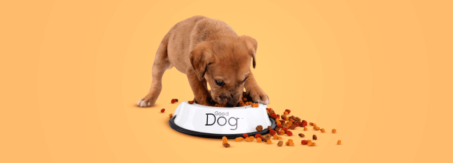 Какой корм выбрать для щенка? Советы по правильному кормлению щенков ...