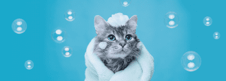 Как правильно мыть кошку? Советы специалистов по купанию кота
