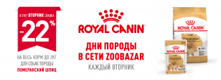 День Померанского шпица в Zoobazar!